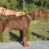 Doberman photo 6