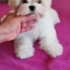 Maltese, excellent bloodlines photo 1