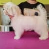 Maltese, excellent bloodlines photo 2