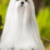 Maltese, excellent bloodlines photo 3