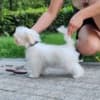 Maltese, excellent bloodlines photo 4