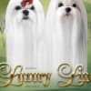 Maltese, excellent bloodlines photo 5
