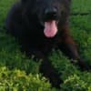 Long-Haired German Shepherd – Puppies photo 1