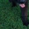 Long-Haired German Shepherd – Puppies photo 2