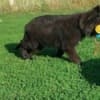 Long-Haired German Shepherd – Puppies photo 3