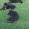 Long-Haired German Shepherd – Puppies photo 4