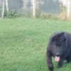 Long-Haired German Shepherd – Puppies photo 5