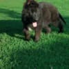 Long-Haired German Shepherd – Puppies photo 7