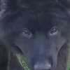 Long-Haired German Shepherd – Puppies photo 8