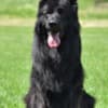 Long-Haired German Shepherd – Puppies photo 9