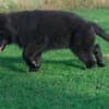 Long-Haired German Shepherd – Puppies photo 10
