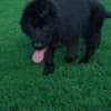 Long-Haired German Shepherd – Puppies photo 11