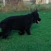 Long-Haired German Shepherd – Puppies photo 12