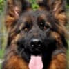 Long-Haired German Shepherd – Puppies photo 13
