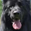 Long-Haired German Shepherd – Puppies photo 14