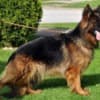 Long-Haired German Shepherd – Puppies photo 15