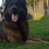 Long-Haired German Shepherd – Puppies photo 16
