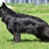 Long-Haired German Shepherd – Puppies photo 17