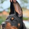 Doberman puppies for sale photo 1