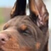 Doberman puppies for sale photo 2