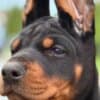 Doberman puppies for sale photo 3