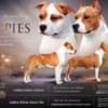 American staffordshire terriers photo 1