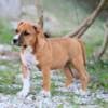 American staffordshire terriers photo 4