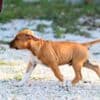 American staffordshire terriers photo 5