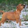 American staffordshire terriers photo 6