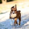 American staffordshire terriers photo 7