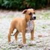 American staffordshire terriers photo 8
