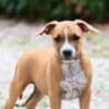 American staffordshire terriers photo 9