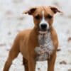 American staffordshire terriers photo 11