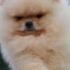 Pomeranian Spitz puppies photo 2