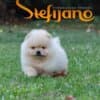 Pomeranian Spitz puppies photo 3