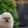 Pomeranian Spitz puppies photo 4