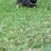 French Bulldogs – EXOTIC TOP QUALITY photo 1