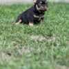 French Bulldogs – EXOTIC TOP QUALITY photo 2