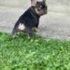 French Bulldogs – EXOTIC TOP QUALITY photo 3
