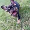 French Bulldogs – EXOTIC TOP QUALITY photo 4