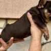French Bulldogs – EXOTIC TOP QUALITY photo 5
