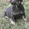 French Bulldogs – EXOTIC TOP QUALITY photo 6
