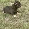 French Bulldogs – EXOTIC TOP QUALITY photo 8