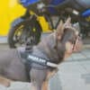 French Bulldogs – EXOTIC TOP QUALITY photo 9