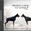 Doberman puppies for sale photo 1