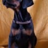 Doberman puppies for sale photo 2