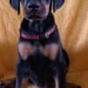 Doberman puppies for sale photo 3