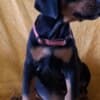 Doberman puppies for sale photo 4