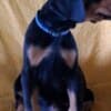 Doberman puppies for sale photo 5