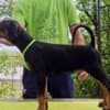 Doberman Puppies – Champion Bloodline photo 1